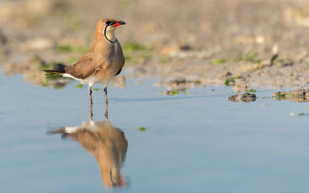 One Flew Over a Flamingo’s Nest