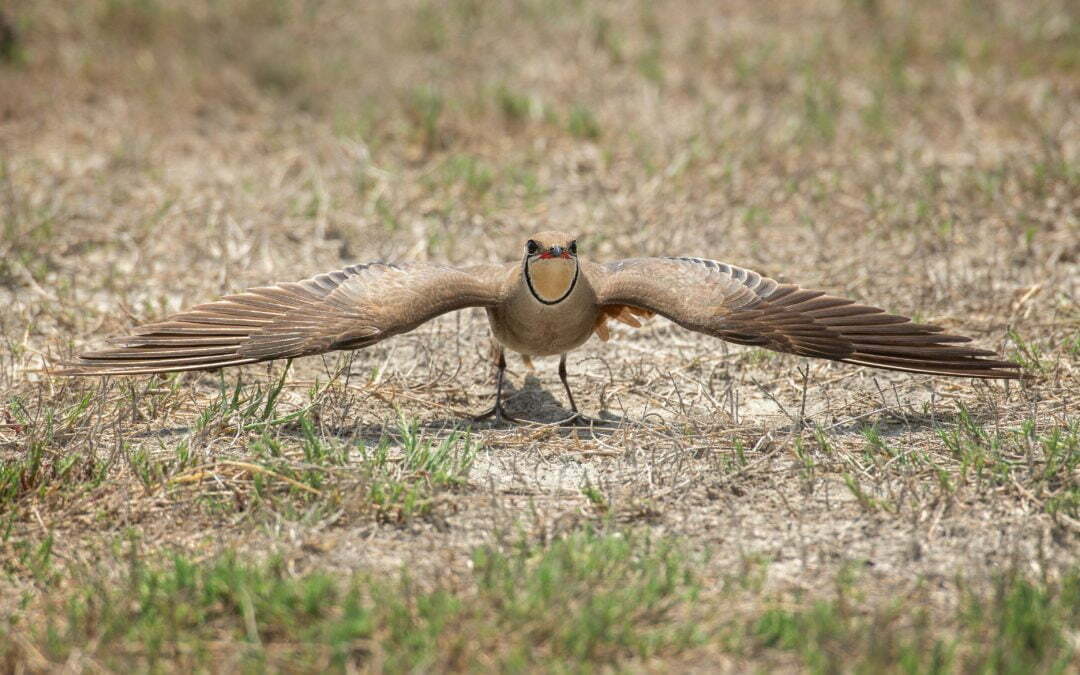 I Bless the Rains Down in Africa